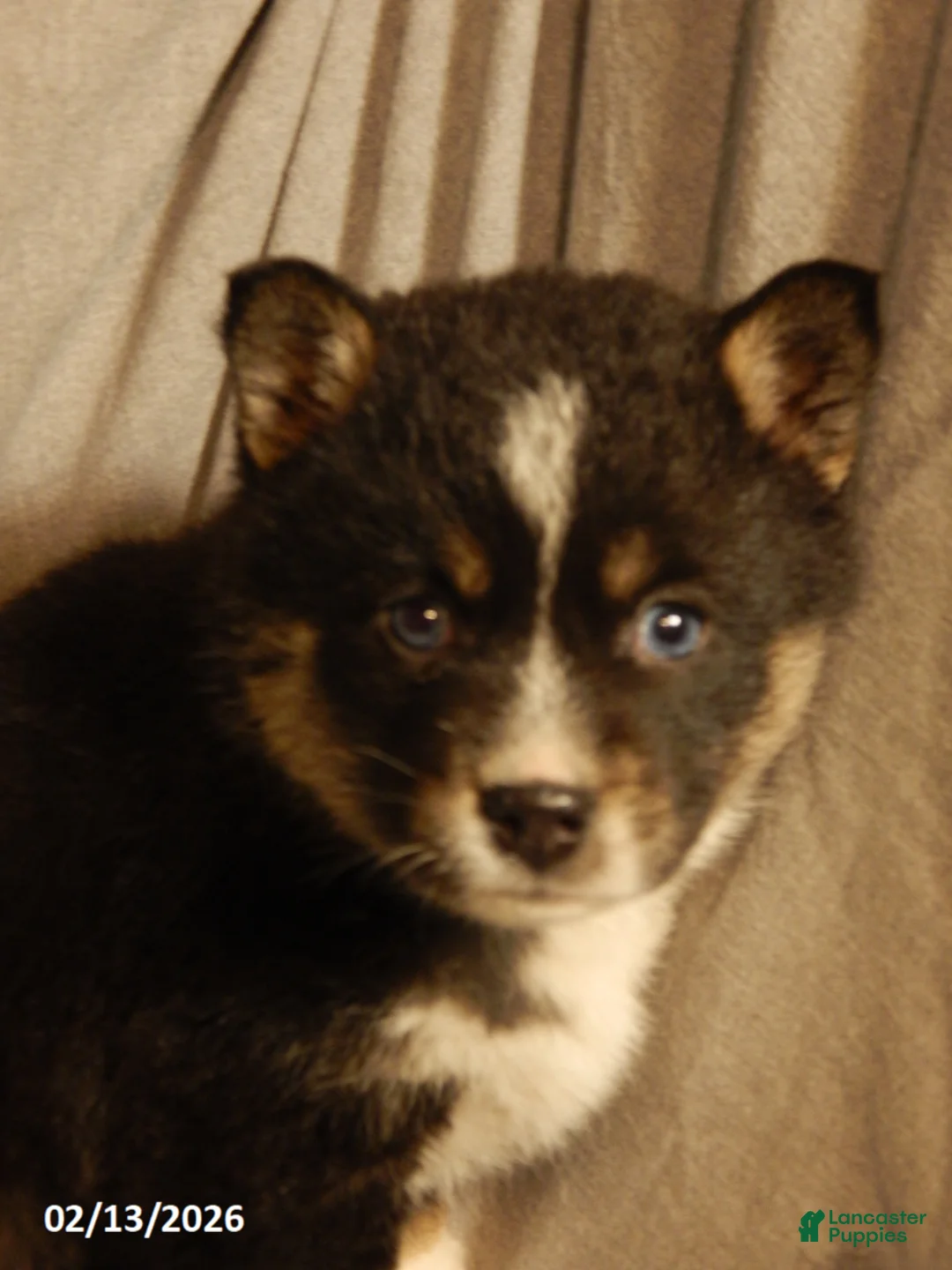Pomsky dogs for sale: Sally - Ad 5