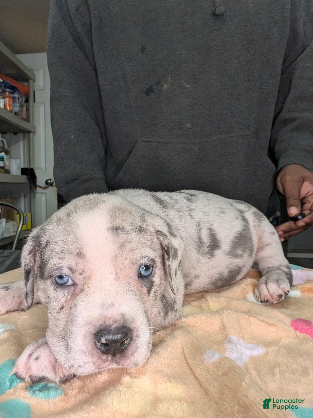 American Bully dogs for sale: American Bully Puppy 3 - Ad 1