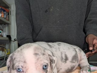 American Bully dogs American Bully Puppy 3 - Ad 29