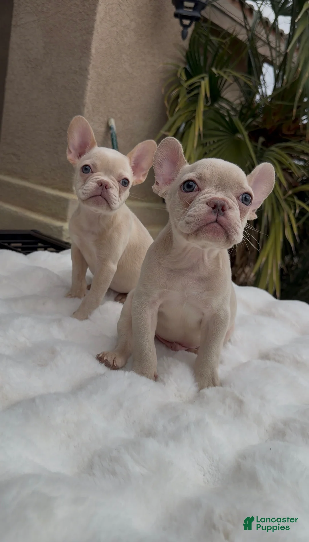 French Bulldog dogs for sale: French Bulldog 2 - Ad 2