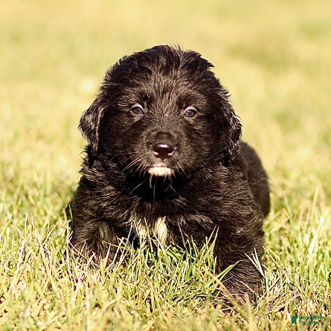 Mixed Breed dogs for sale: Leo - Ad 4