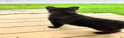 German Shepherd dogs for sale: Bruno - Ad 4