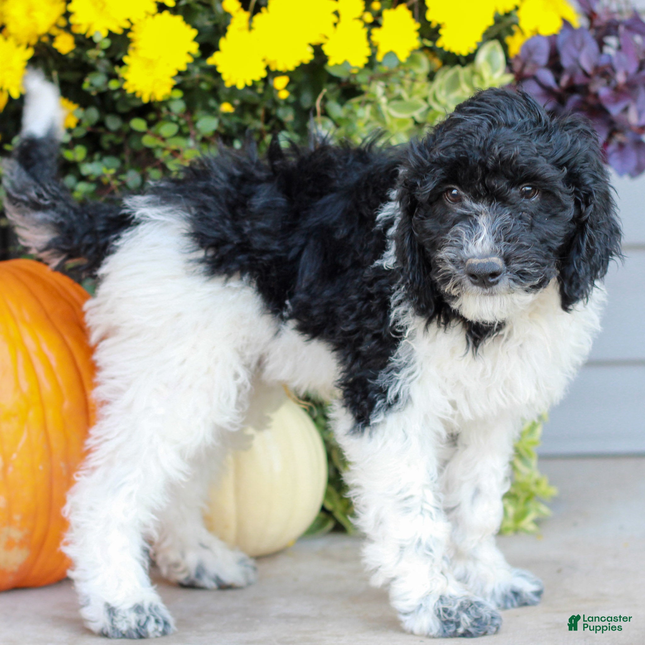 Miniature Labradoodle dogs for sale: Caleb  - Ad 1