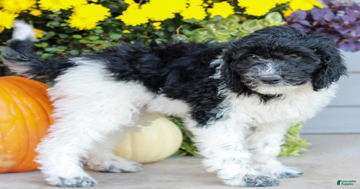 Miniature Labradoodle Puppies for sale in Pennsylvania | Lancaster Puppies