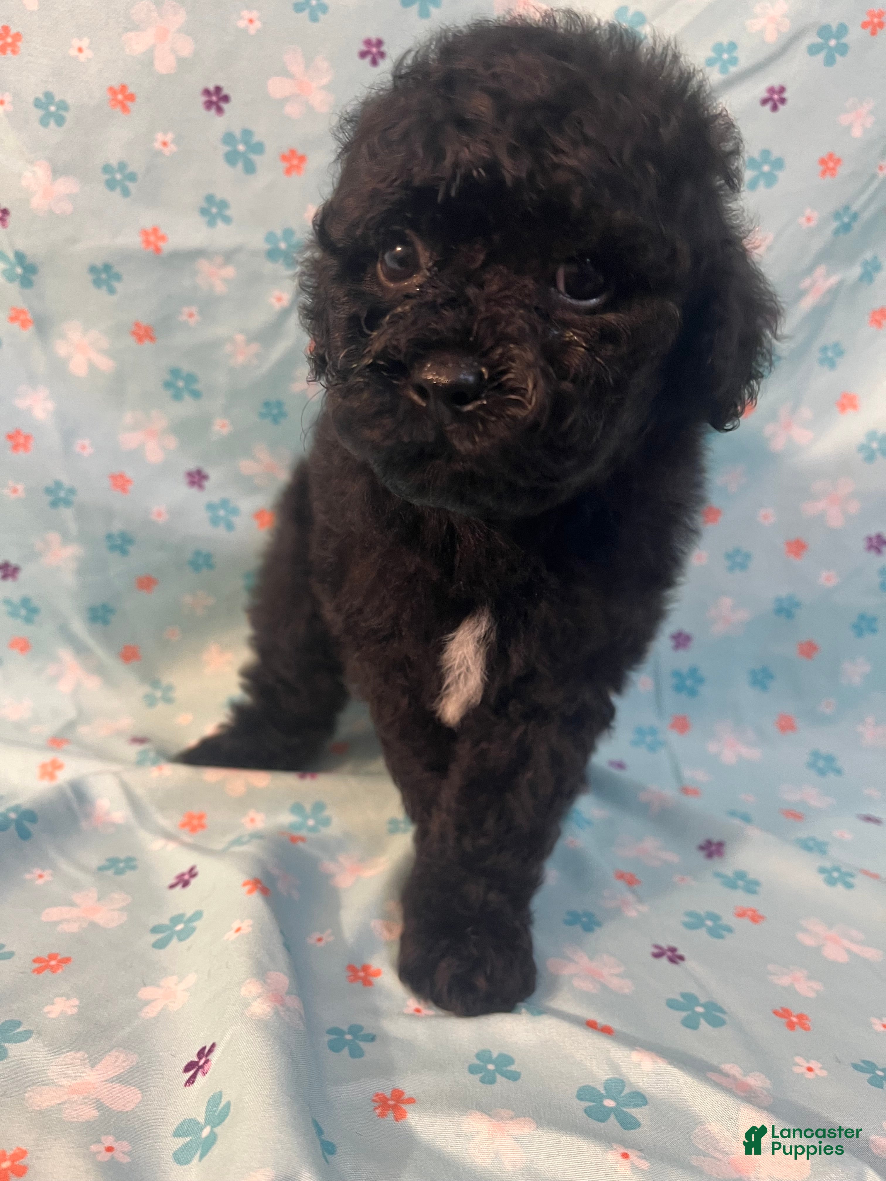 Miniature Poodle dogs Miniature Poodle 1 - Ad 2