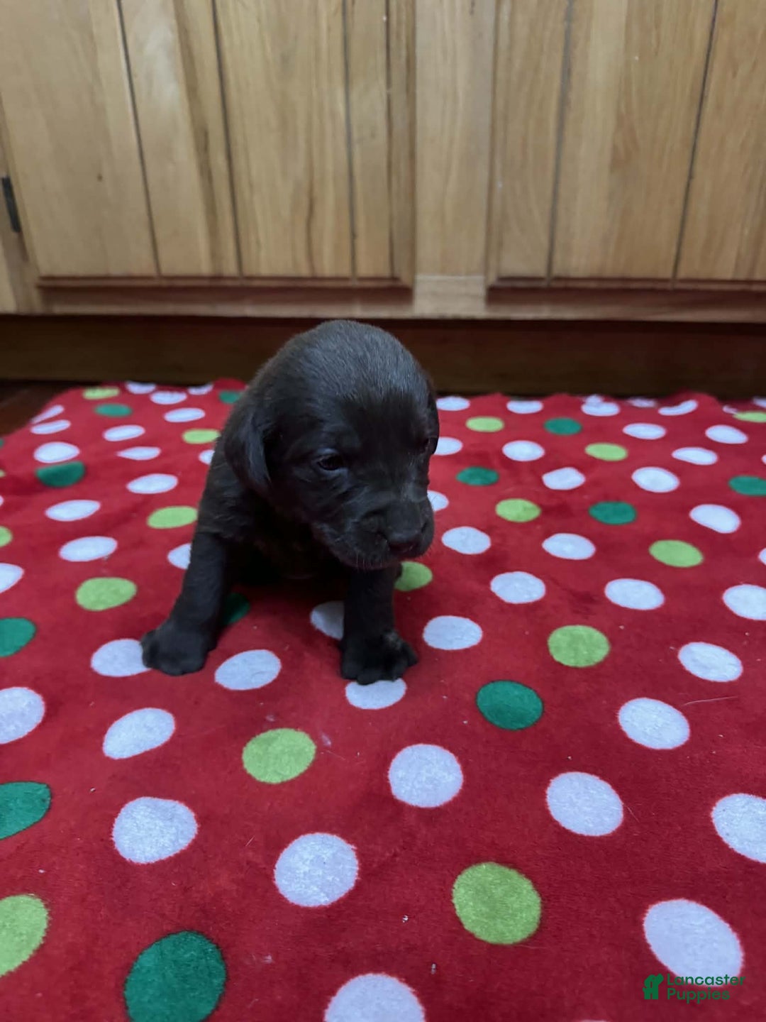 Labrador Retriever dogs for sale: Poppy - Ad 2