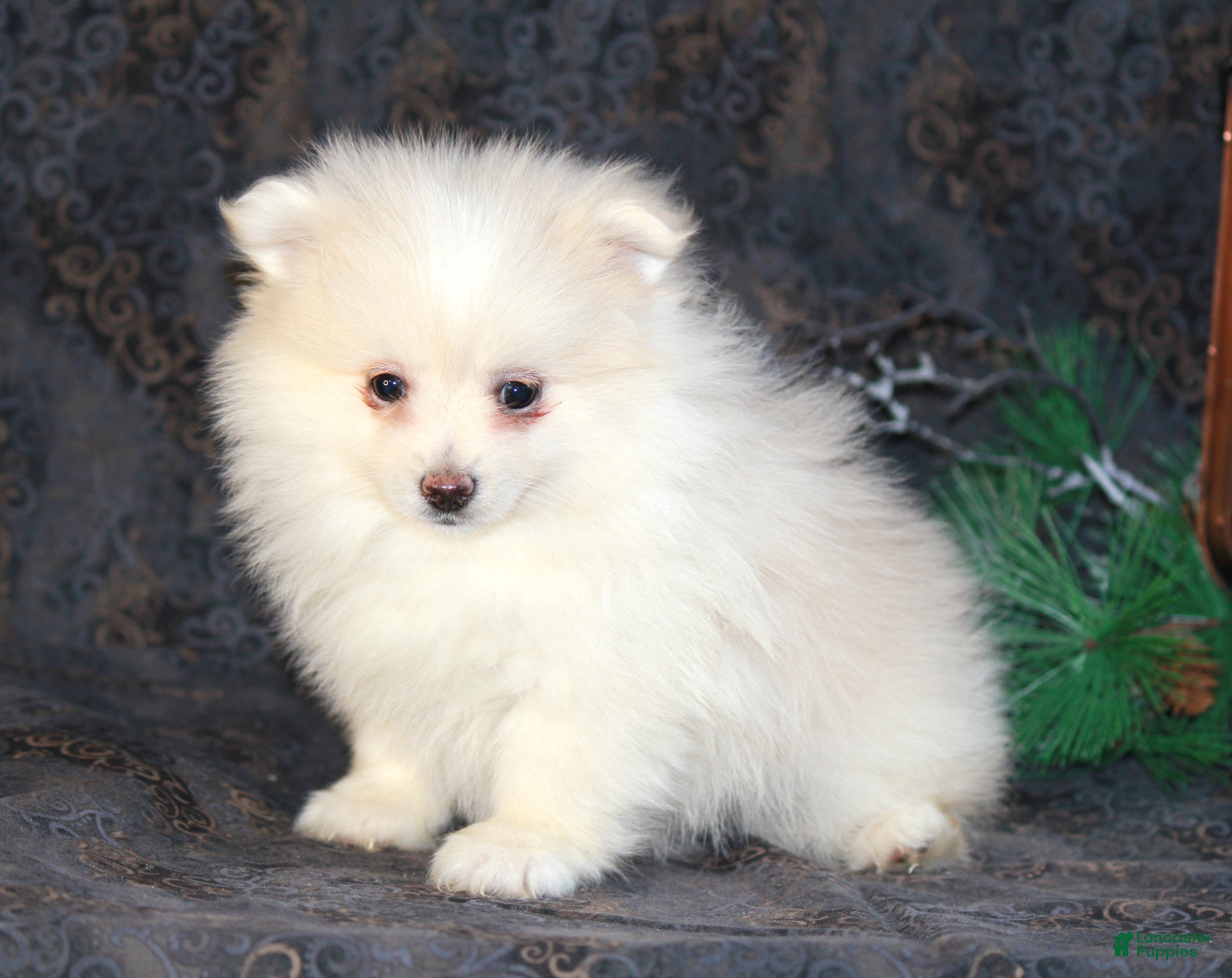Pomeranian dogs Pearl - Ad 33