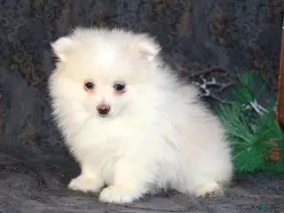 Pomeranian dogs Pearl - Ad 33
