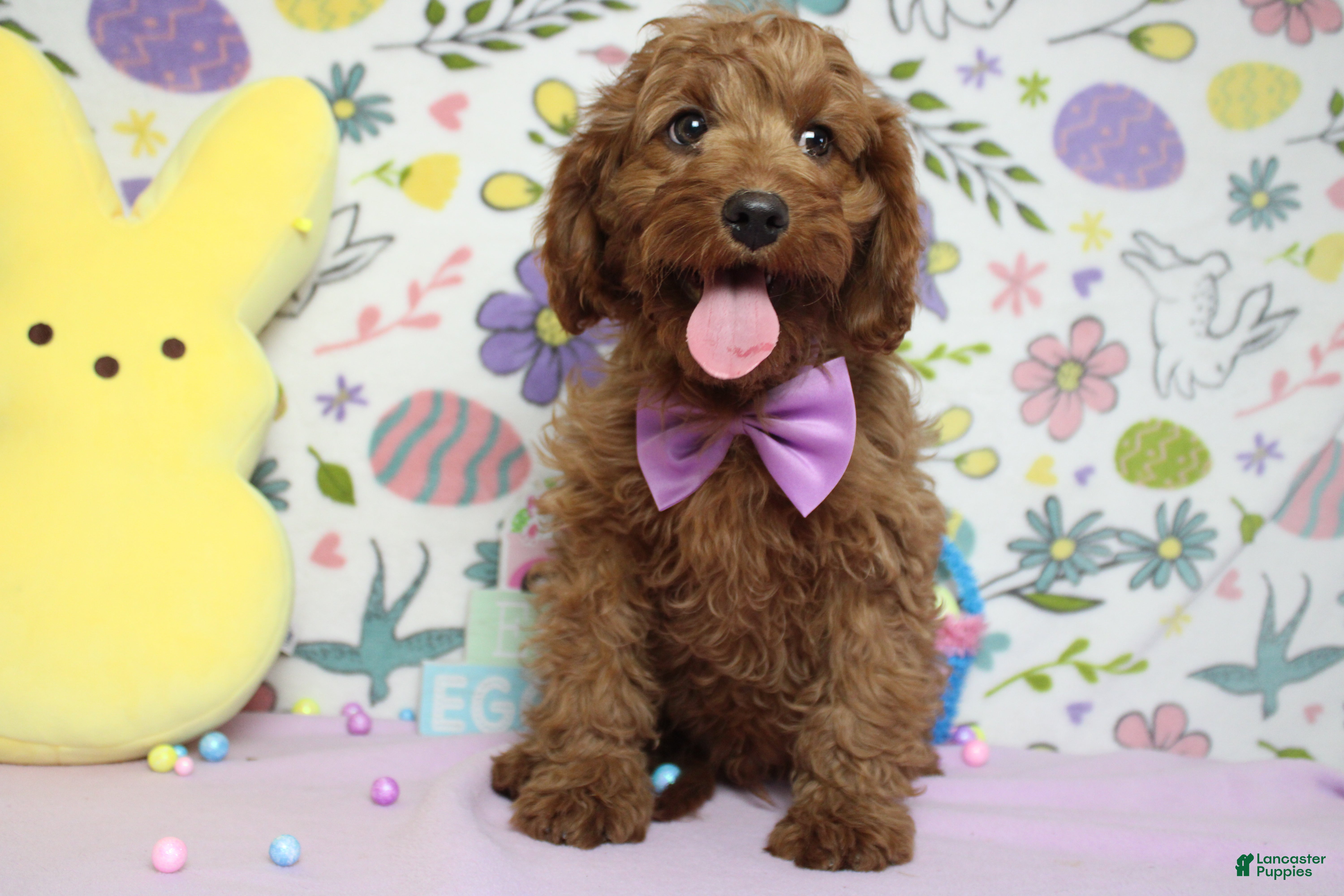 Cavapoo dogs Cinnamon  - Ad 17