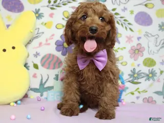 Cavapoo dogs Cinnamon - Ad 17