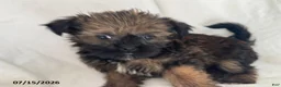 Shorkie dogs for sale: Tim - Ad 4