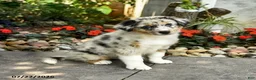Australian Shepherd dogs for sale: Aiden - Ad 3