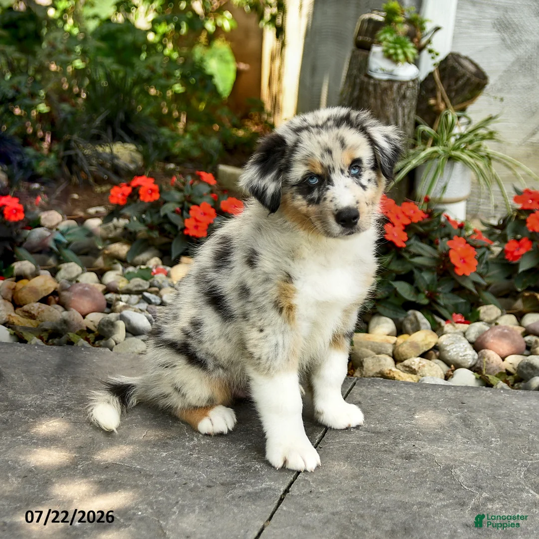 Australian Shepherd dogs for sale: Aiden - Ad 3
