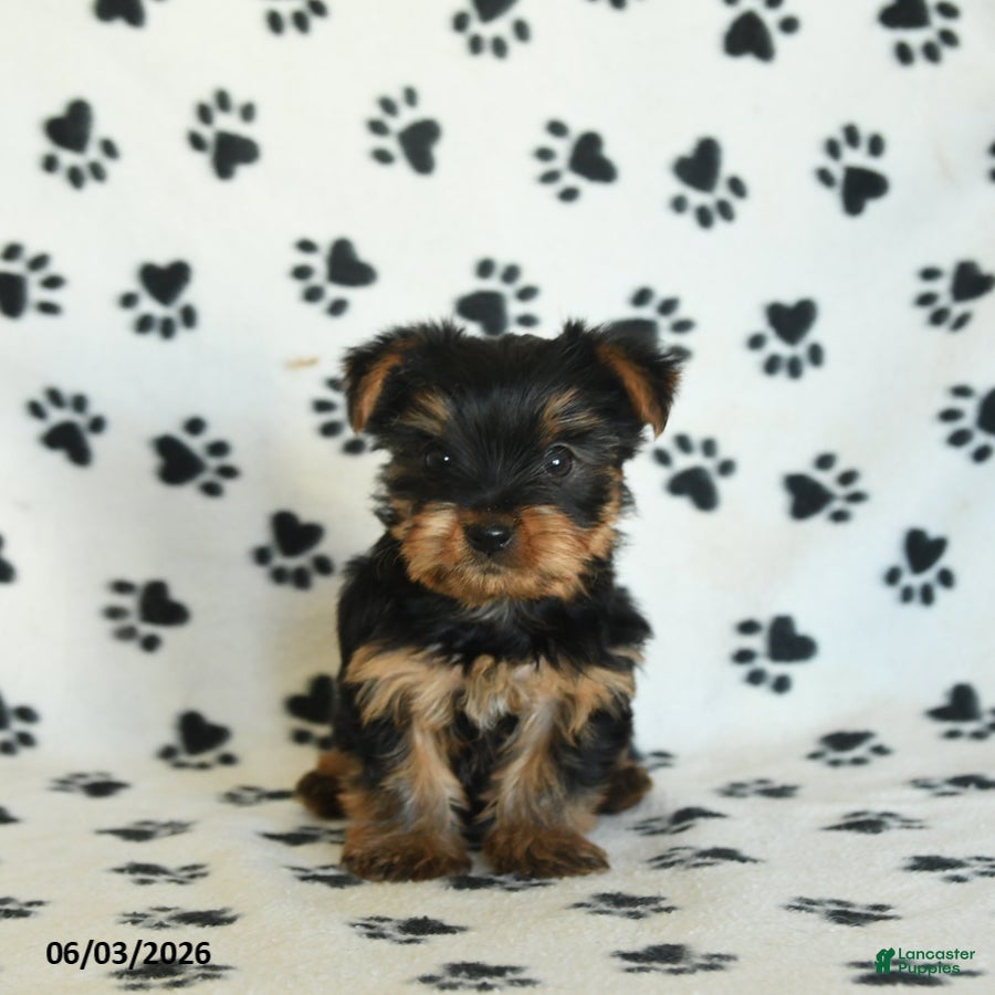 Yorkshire Terrier dogs for sale: Willow - Ad 4