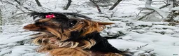 Yorkshire Terrier dogs for sale: Ace - Ad 15