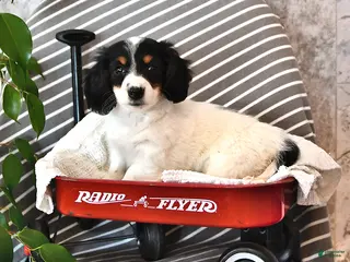 Miniature Dachshund dogs Sheila - Ad 23