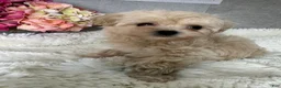Maltipoo dogs for sale: Mars - Ad 8