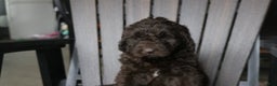 Newfypoo dogs for sale: Rosi - Ad 4