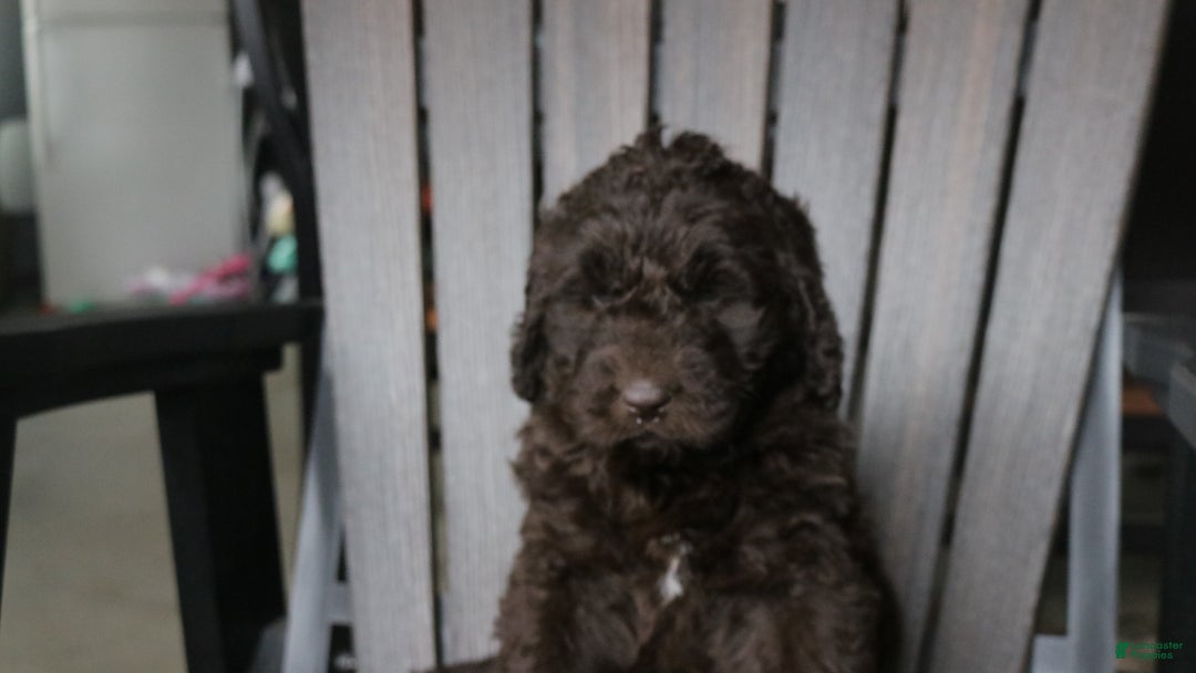 Newfypoo dogs for sale: Rosi - Ad 4