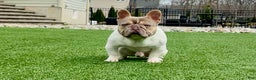 French Bulldog dogs for stud: Isabella pied/Lilac tan carrying testable STUD - Ad 3
