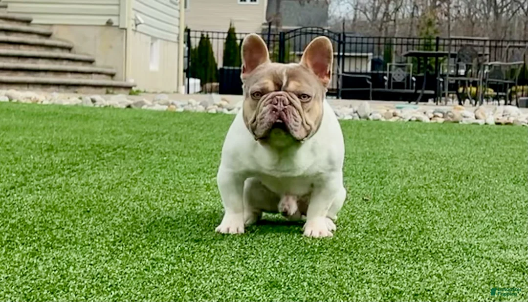 French Bulldog dogs for stud: Isabella pied/Lilac tan carrying testable STUD - Ad 3