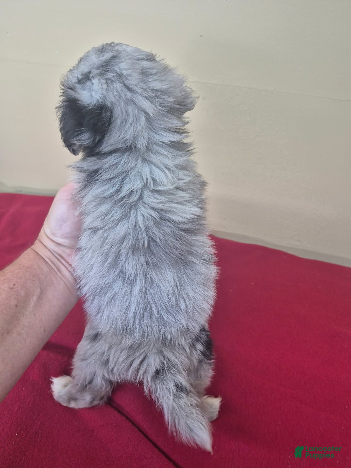 Pomapoo dogs Boy 1 - Ad 2