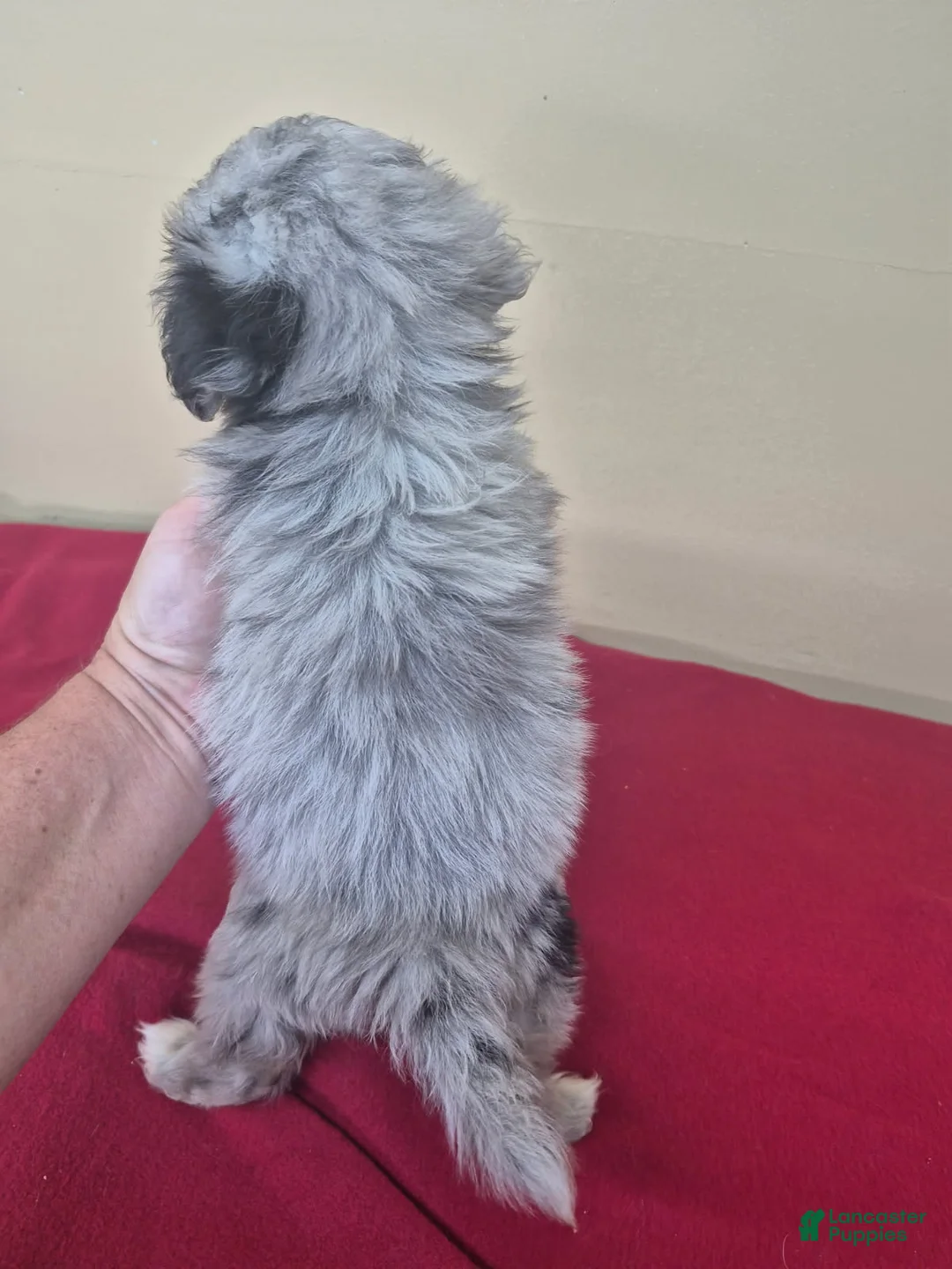 Pomapoo dogs for sale: Boy 1 - Ad 2
