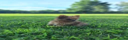 Mixed Breed dogs for sale: Lucky - Ad 3