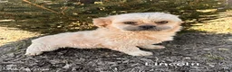 Shih Tzu dogs for sale: Jackson - Ad 5