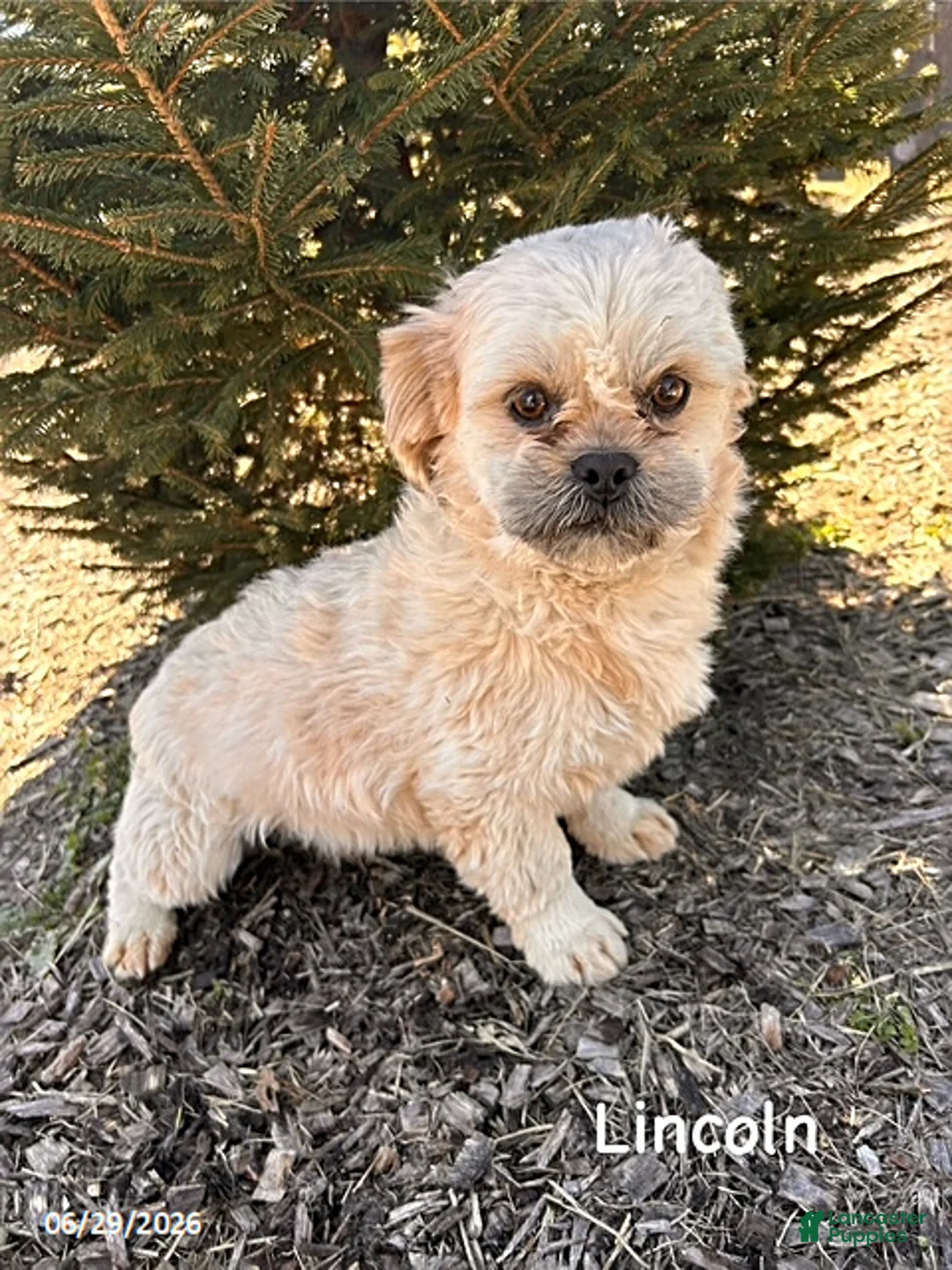 Shih Tzu dogs for sale: Jackson - Ad 5
