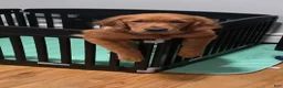 Golden Retriever dogs for sale: Golden Retriever 1 - Ad 2