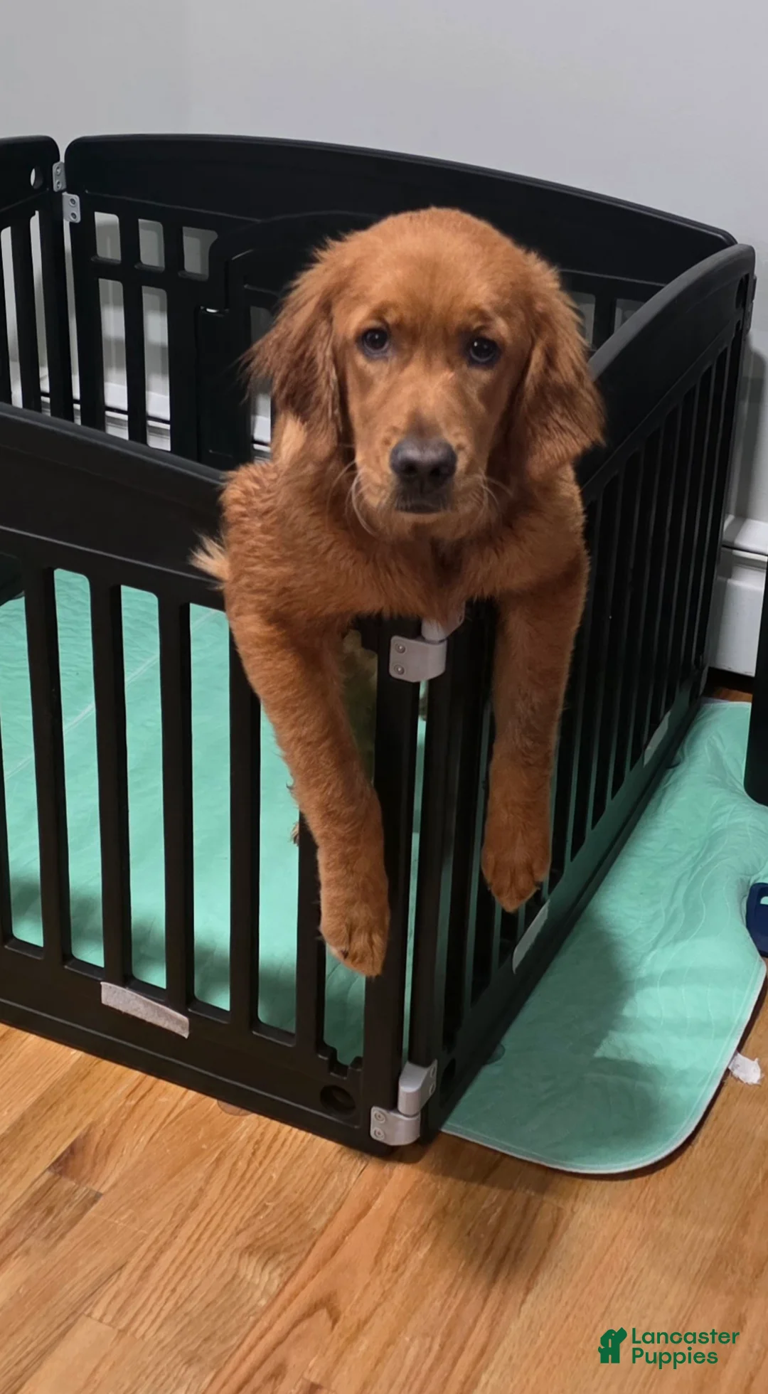 Golden Retriever dogs for sale: Golden Retriever 1 - Ad 2