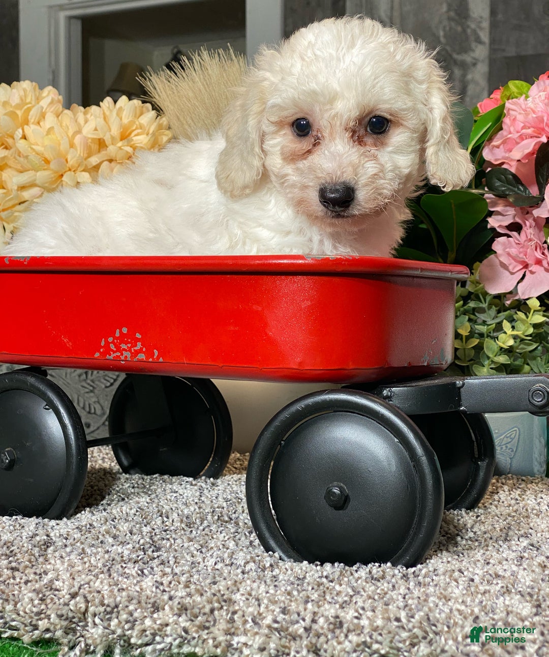 Bichon Frise dogs for sale: Bimbo  - Ad 2