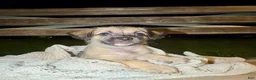 Pug dogs for sale: pudgy - Ad 3