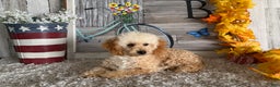 Maltipoo dogs for sale: Eldo - Ad 4