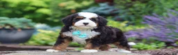 Mini Bernedoodle dogs for sale: Denzel - Ad 4