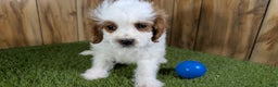 Cavapoo dogs for sale: Cavapoo Puppy 1 - Ad 2