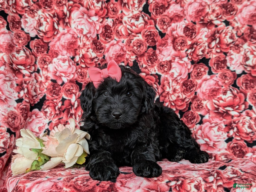 Labradoodle dogs for sale: Adelle Hypoallergenic - Ad 5