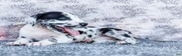 Great Dane dogs for sale: Blaine - Ad 3