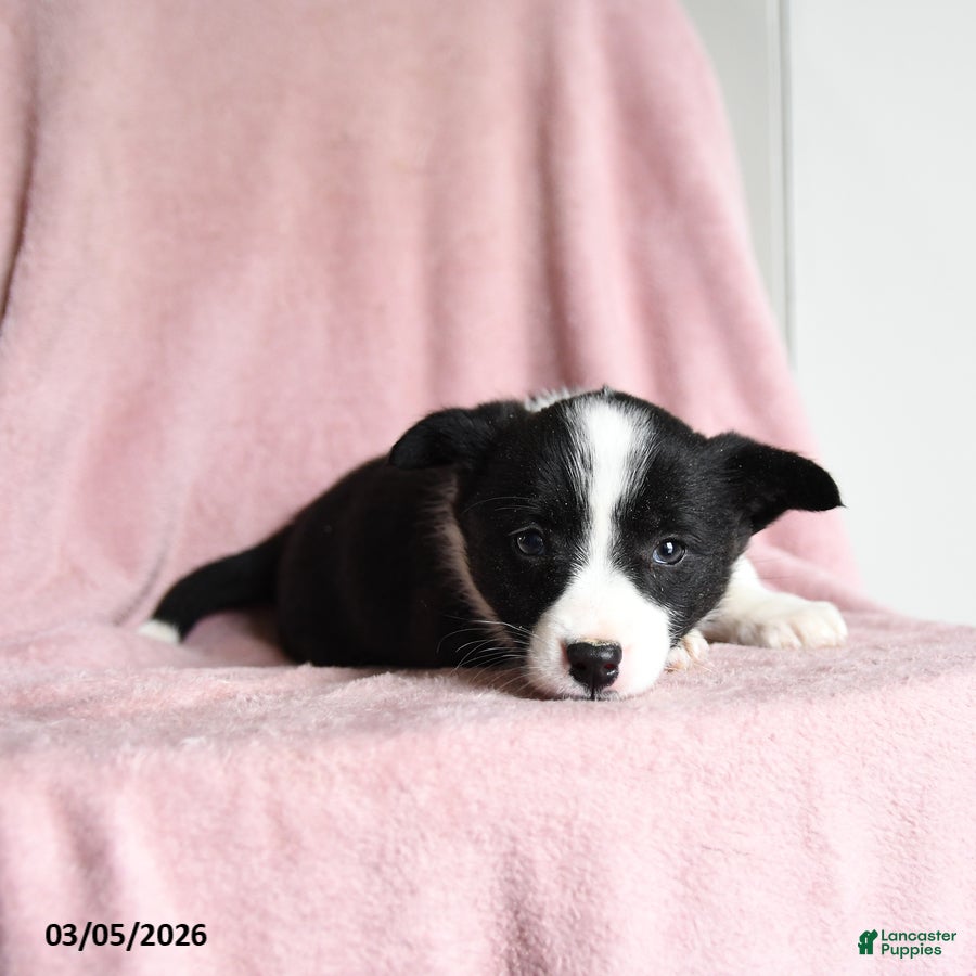 Mixed Breed dogs Mint Chip - Ad 1