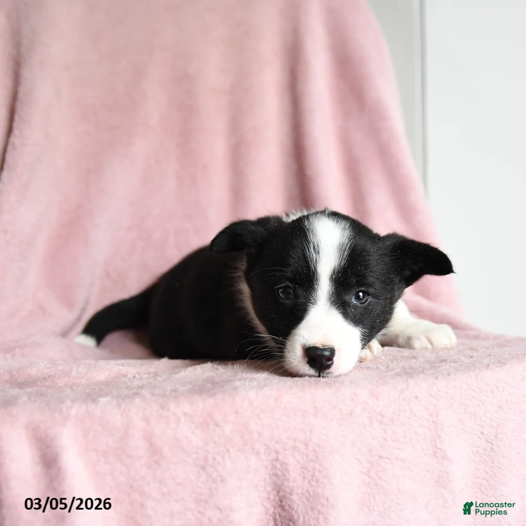 Mixed Breed dogs for sale: Mint Chip - Ad 1