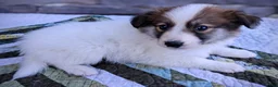 Scotch Collie dogs for sale: Lucky  - Ad 3