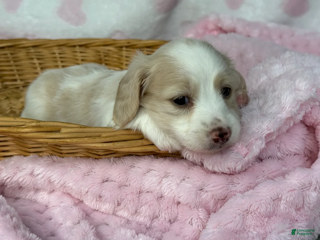 Miniature Dachshund dogs for sale: Blue collar girl  - Ad 2