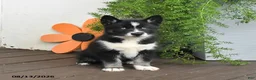 Gerberian Shepsky dogs for sale: Flora   - Ad 4