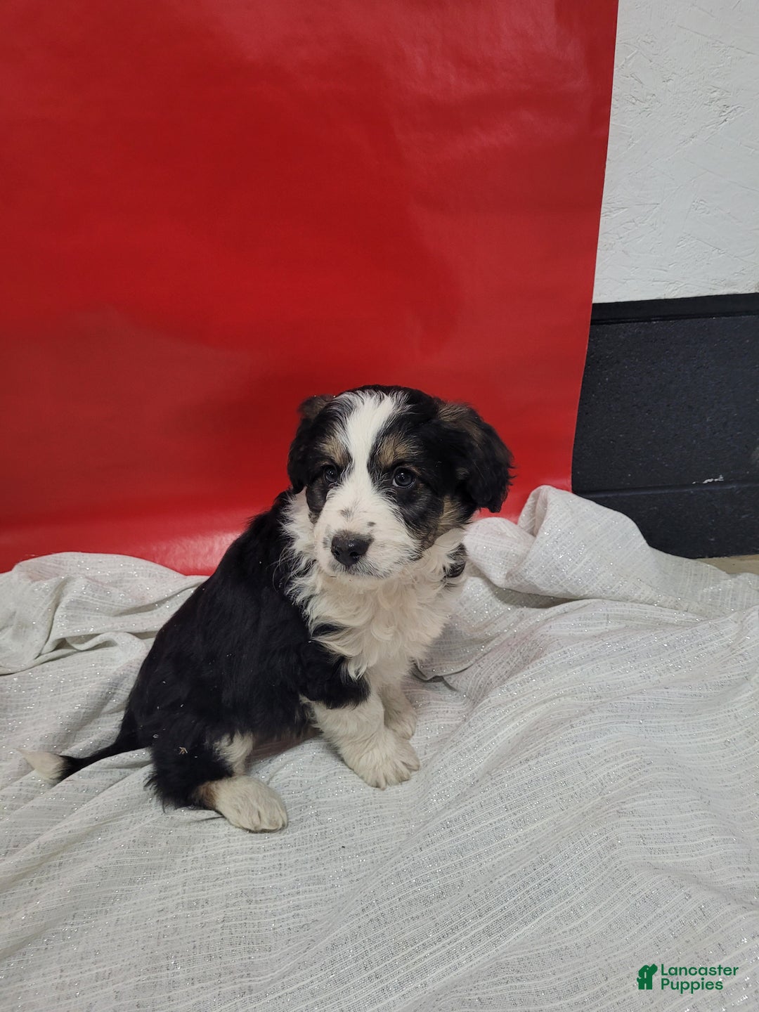 Mixed Breed dogs for sale: Mixed Breed Puppy 5shilo - Ad 1