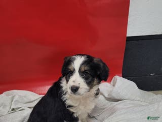 Mixed Breed dogs Mixed Breed Puppy 5shilo - Ad 13