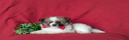 Pomeranian dogs for sale: Bigsby - Ad 4