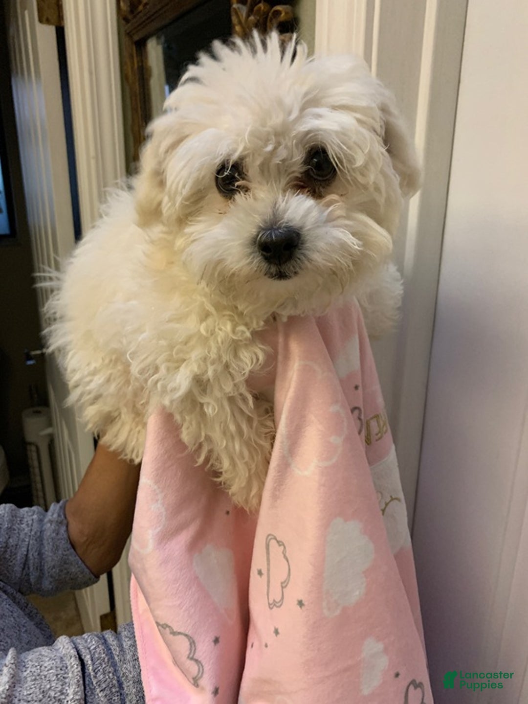 Maltipoo dogs for sale: Bailie - Ad 3