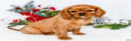 Cavalier King Charles Spaniel dogs for sale: Gingersnap - Ad 4
