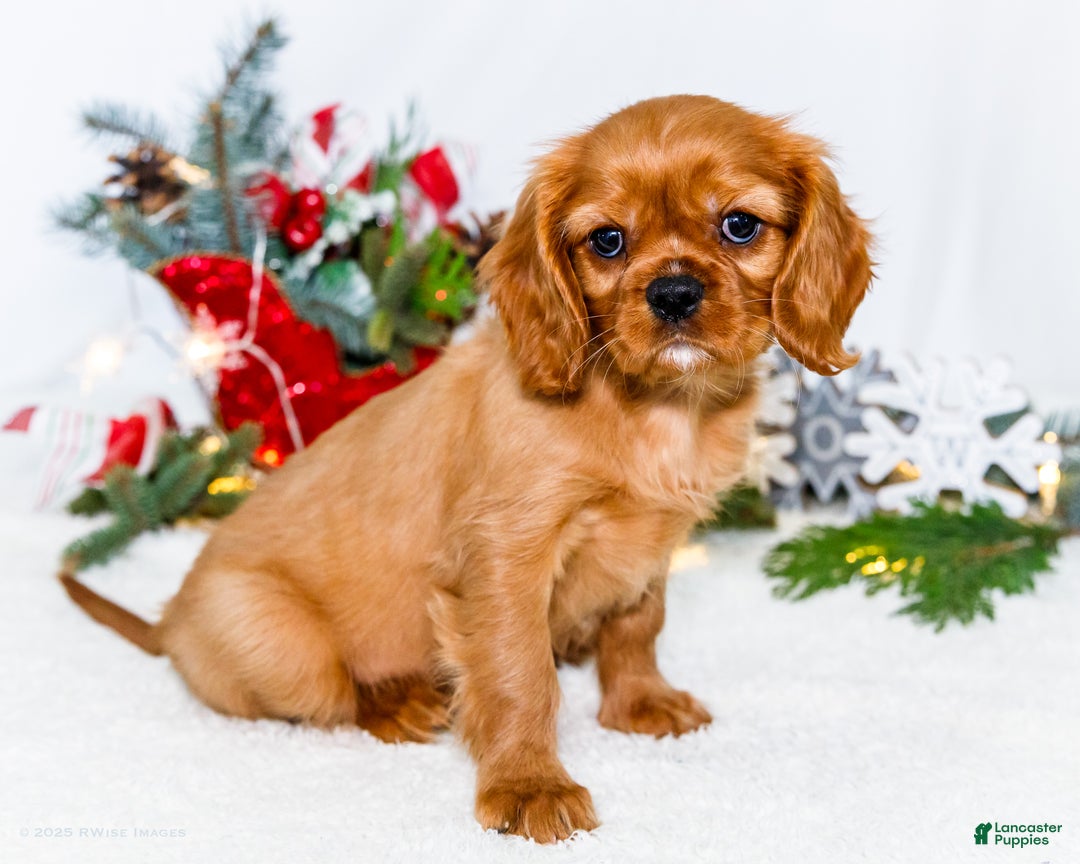 Cavalier King Charles Spaniel dogs for sale: Gingersnap - Ad 4